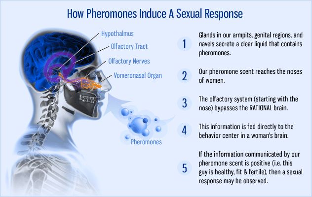 Nước hoa kích nện nữ có chứa những hương chất Pheromone 