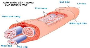 cấu tạo của dương vật