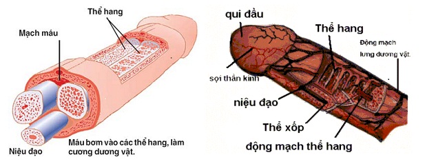 bộ phận của dương vật