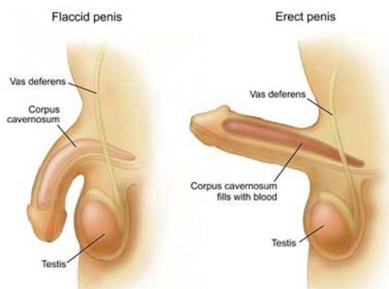 Dương vật chuẩn - Kích thước dương vật chuẩn nhất là bao nhiêu ??