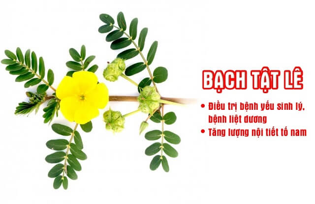 tăng cường sinh lý Mai Thu